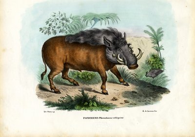 Warthog, 1863-79 by Raimundo Petraroja